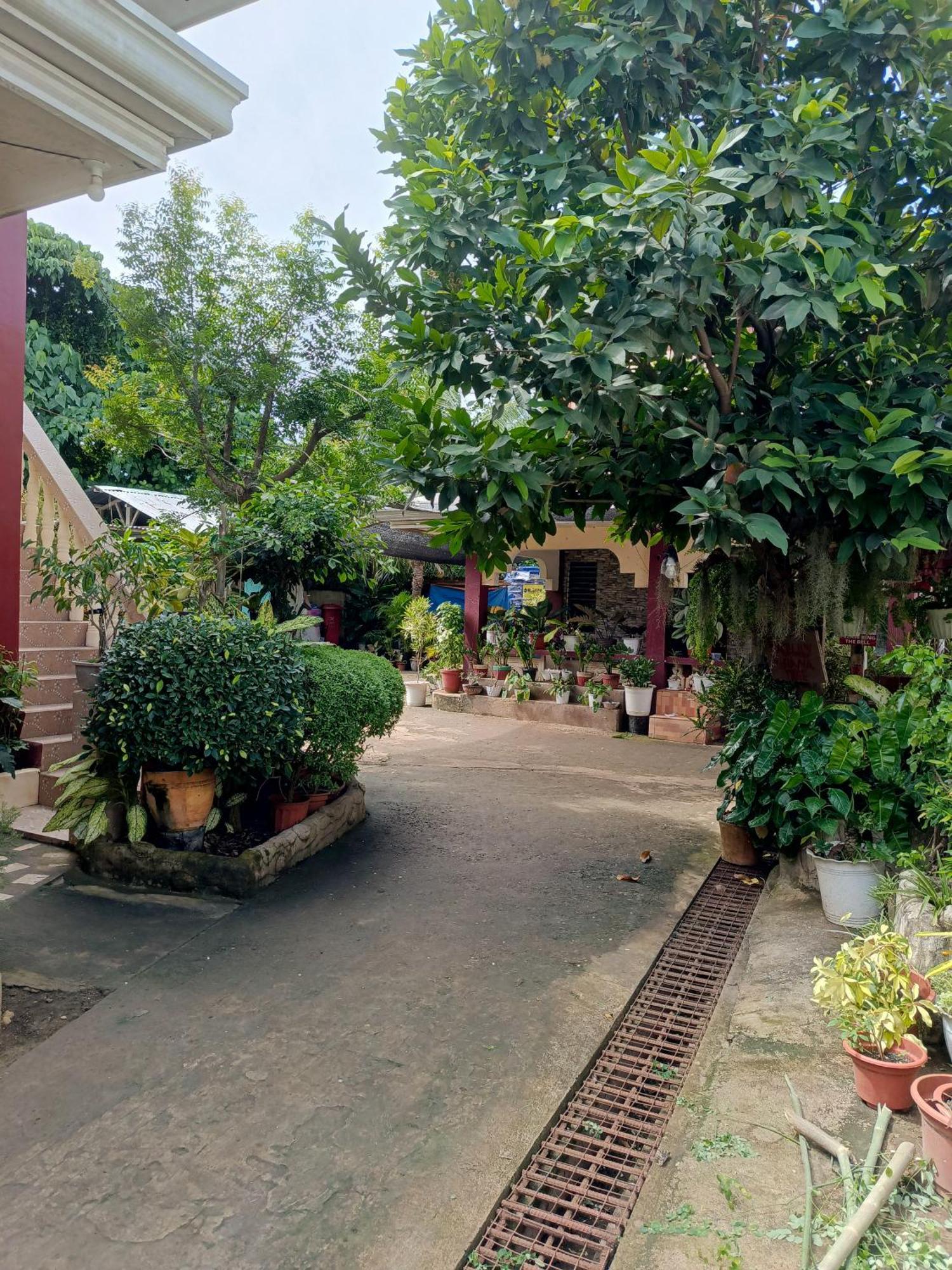 Peace Lily Studio Apartments Panglao Exterior foto